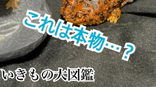 【いきもの大図鑑】これが本命のやつです。