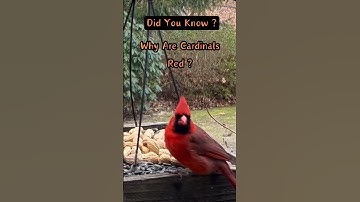 Cardinal’s Color : Did You Know ? #cardinals #birdwatching #birdbehavior #birds