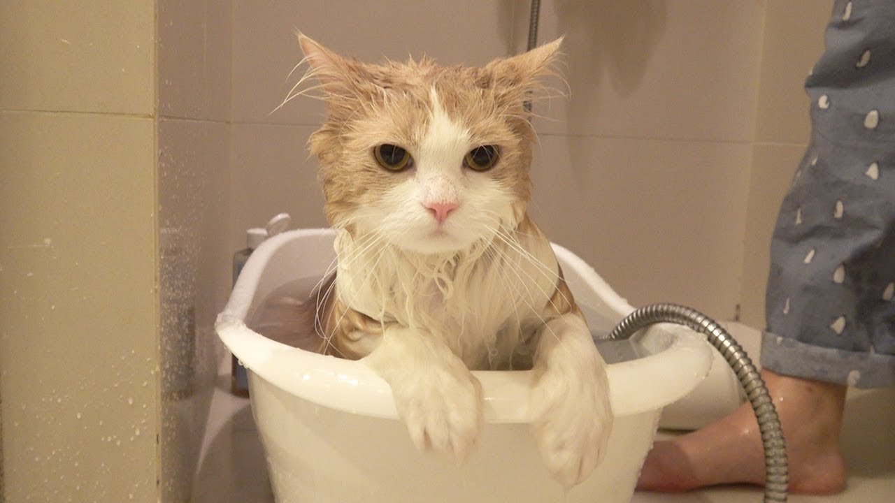 ⁣루루 때문에 고양이들 단체로 목욕하는 날
