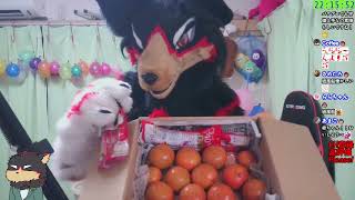 【獣化#81】もふもふタイムを楽しもう！！【Fursuit/ジュージュー】