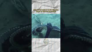 This Octopus Can Become Other Animals #shorts #oceancreatures #weirdnature