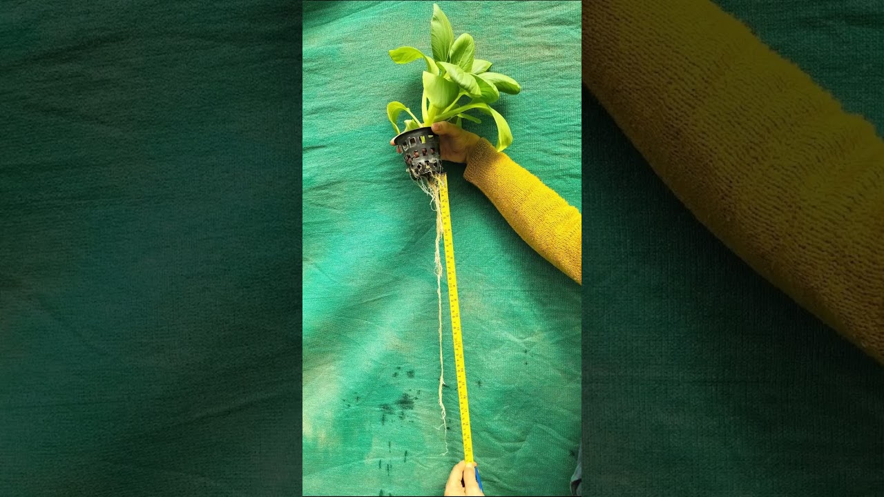 Journey of Lettuce (Lollo Rosso- Red & Green and Pok Choi) from seedlings to seed producing stage.