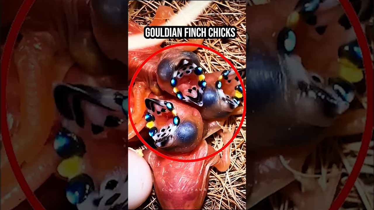 The most beautiful finch in the world! 