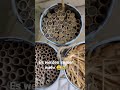Insektenhäuser gibt es viele aber das wissen einige nicht:
