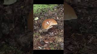 КРУПНЫЙ БЕЛЫЙ НА КРАЮ КАНАВЫ! #mushroom #mushrooms #боровики #boletusedulis #fungi