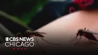 Chicago area health community warns of dangers of West Nile virus