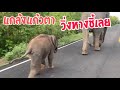 พี่แม็กเลิกเรียนมารับแล้ว ได้เวลากลับบ้านกัน🐘🐘