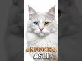 Kucing 20 Juta Ini Ilegal Dibikin di Luar Turki!