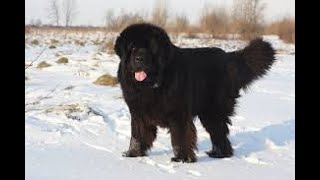 Newfoundland Dog History And Information by Elite Dog Nation 205 views 3 years ago 2 minutes, 40 seconds