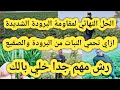 ازاي أحمي النبات من البرودة الشديدة والصقيع رش هام جدا لازم ترشه في هذا التوقيت بصل بطاطس قمح بنجر