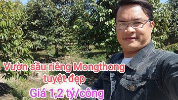 Tập 537🌴Bán vườn sầu riêng Mongthong tuyệt đẹp Cai Lậy Tiền Giang