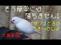 求愛ダンス？ 揺れる腕の上から落ちそうで落ちない文鳥 白文鳥ふーちゃん　文鳥動画