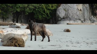 Tracking the Coastal Wolf