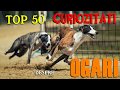 Top 50 curiozitati despre OGARI