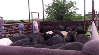 Tips Loading Livestock 