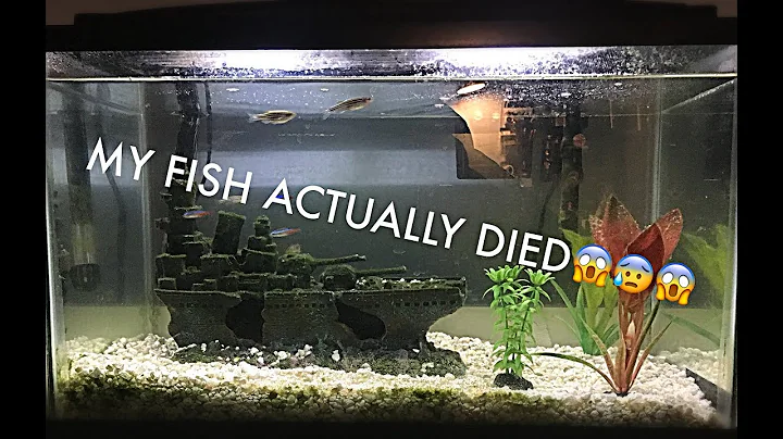 MY FISH ACTUALLY DIED