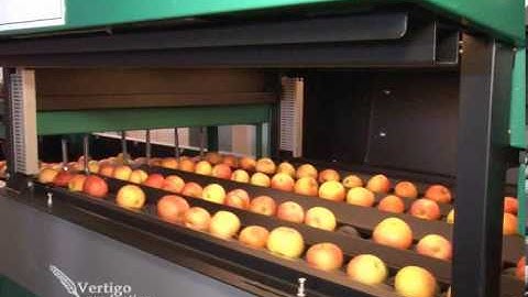 GREEFA - PDM - GeoSort 4 lane grading machine for apples in Serbia