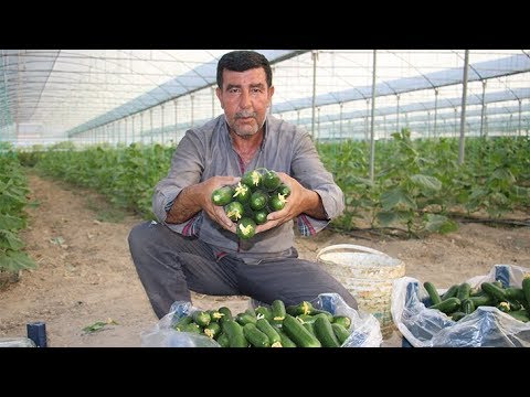 Video: İyi Bir Salatalık Hasadı Nasıl Yetiştirilir