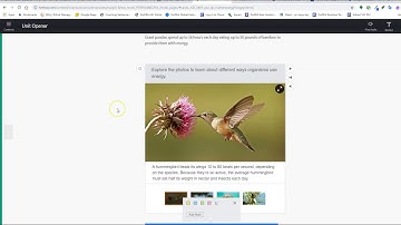 Using Google Translate 1 Click Translations