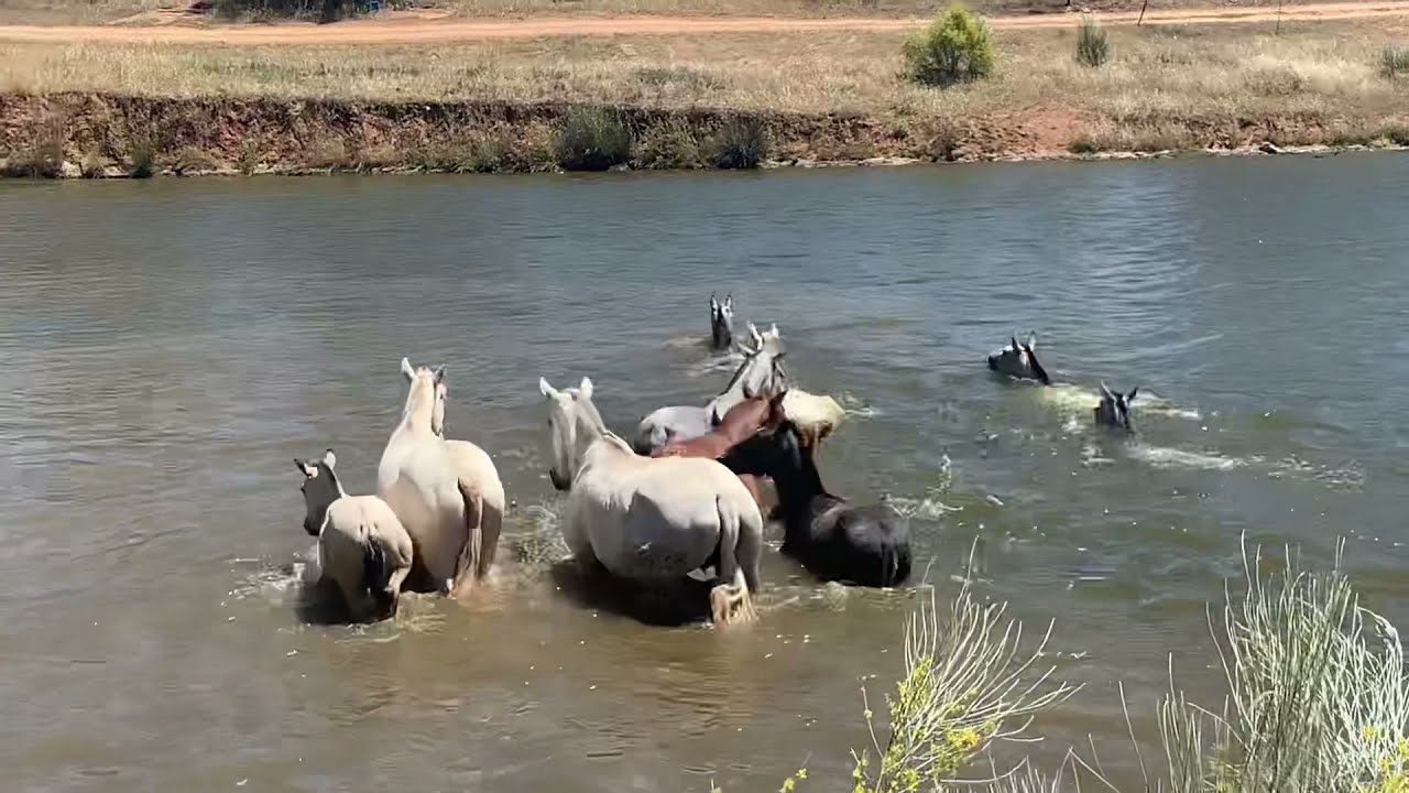 Yeguas nadadoras. Caballo y yegua.yegua y burro.Horse mating.donkey mating YouTube Yeguas nadadoras. Caballo y yegua.yegua y burro.Horse mating.donkey mating YouTube