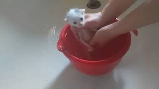 Спасли котят. И вырастили. Saved kittens. And raised kittens. Спасли котят. И вырастили. Saved kittens. And raised kittens.