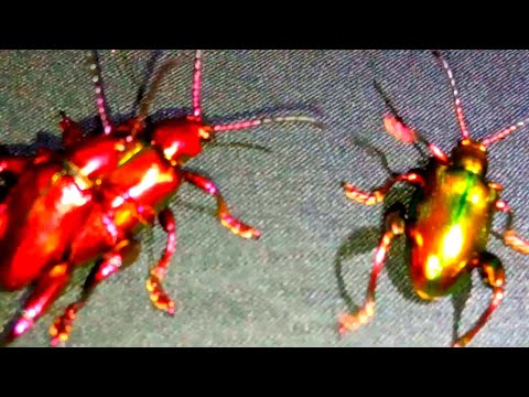 Video: Kumbang Wanita Asia: Bolehkah Mereka Mengancam Anjing Anda?