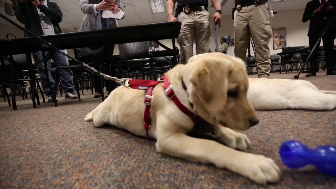 news Cute sheriff puppies newest stress relievers at Pima County jail