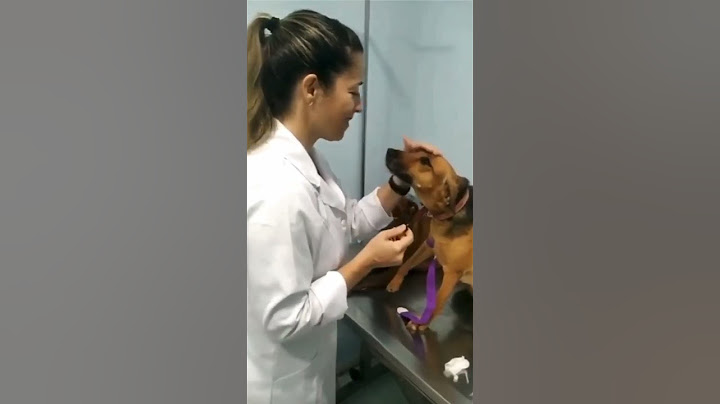 When a Dog LOVES his Vet Nurse 😊