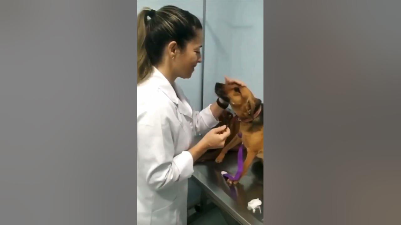 When a Dog LOVES his Vet Nurse 😊