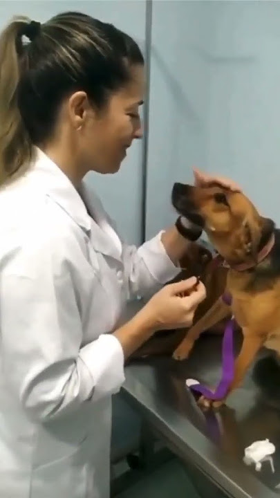 When a Dog LOVES his Vet Nurse 😊