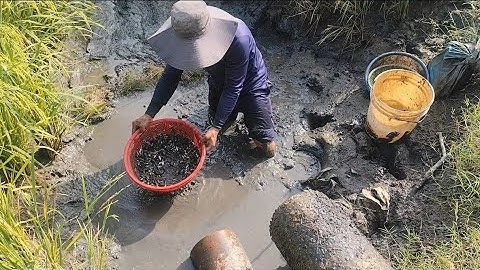 Giải cứu cá rô đồng mắc cạn  (T116) 