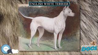 English White Terrier  Everything Dog Breeds