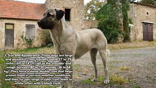 5 Facts About the Anatolian Shepherd by Daily Life With Dogs No views 7 months ago 1 minute, 11 seconds