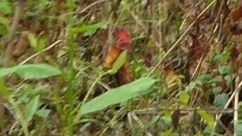 ไก่ป่า 100%/ Gà hoang100%/ qaib qus 100% /jungle fowl /ໄກ່ປ່າ100% 2019