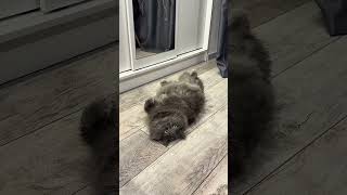 Обидели котика😿 #юмор #кот #котики #тренды #рекомендации #семья #каранатолий