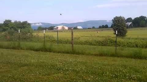 Dive-bombing swallows
