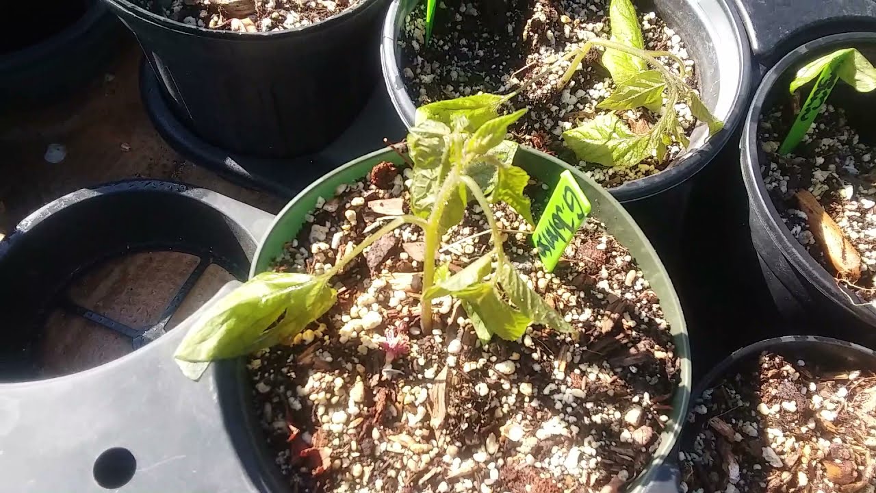 An Unexpected Frost or Cold Snap Killed 120 of Our Tomato and Pepper Plants.