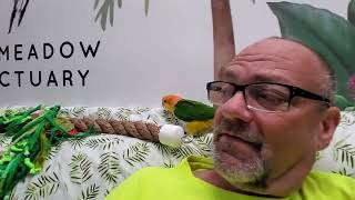 Good morning and Happy Wednesday everybirdy!! by Providence Meadow Caique Sanctuary 39 views 19 hours ago 6 minutes, 19 seconds