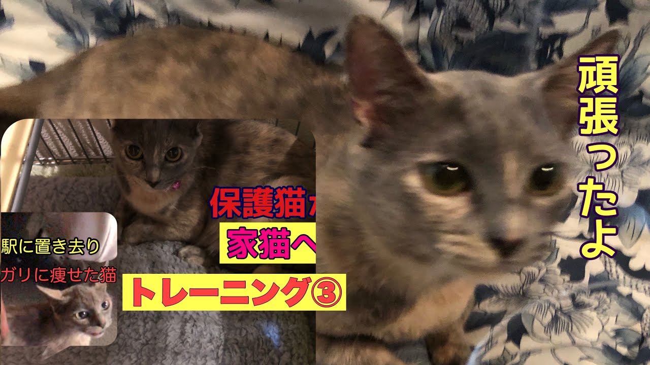 野良猫から家猫へ ガリガリに痩せていた猫 先住猫達と仲良くしようと驚くほど努力してくれました Youtube