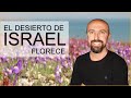 EL DESIERTO DE ISRAEL FLORECE