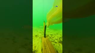 CUTTLEFISH - SIPIA BAIT TESTING MACHINE LIVE BAIT