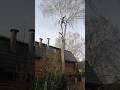 УДАЛЯЕМ ОГРОМНУЮ БЕРЁЗУ #арбористика #treesurgeon #arborist #chainsaw