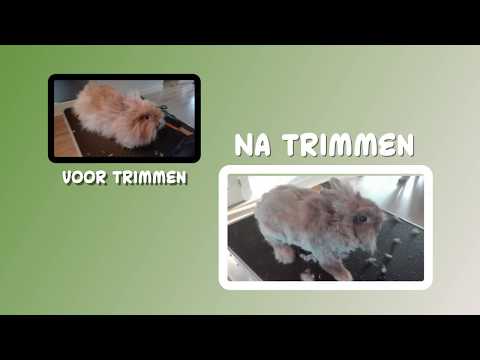 Promotie video Trimsalon en Dierenoppas Bunnycat Promotie video Trimsalon en Dierenoppas Bunnycat
