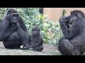 どこでも行ける！１歳半でさらに活発に‼︎⭐️ゴリラ Gorilla【京都市動物園】Kintaro became more active at the age of one and a half!