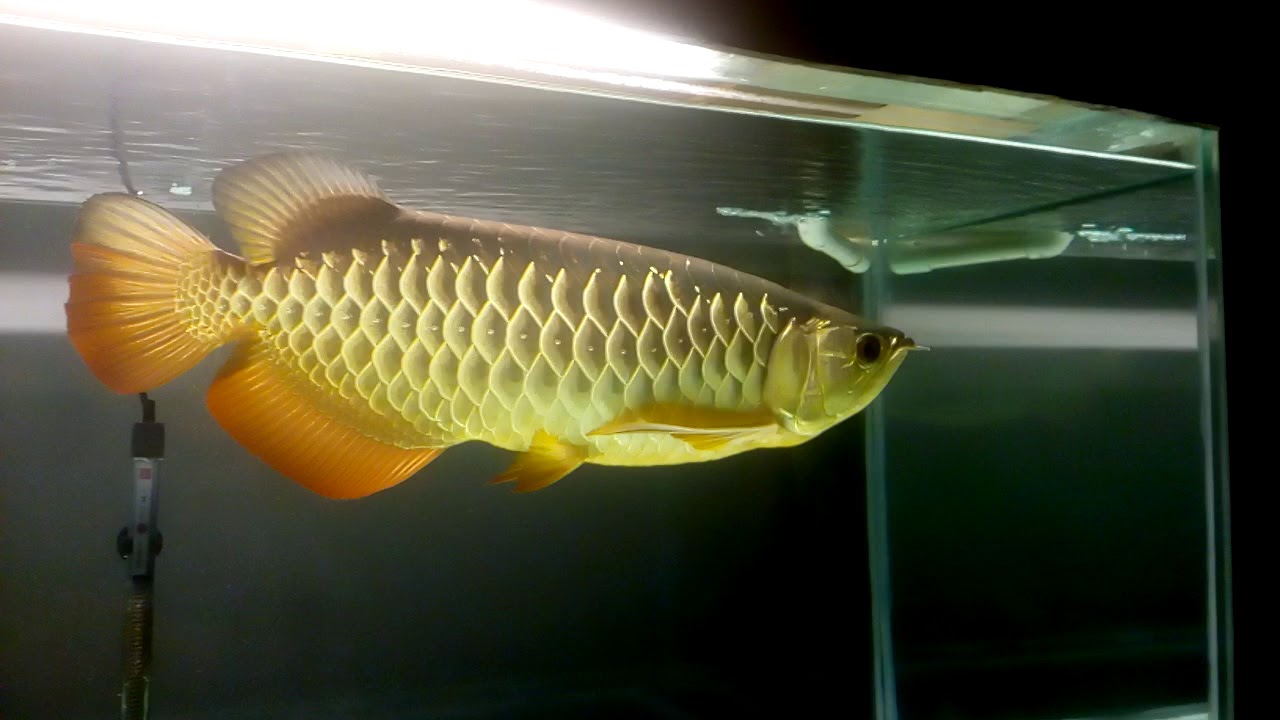 High back arowana - YouTube
