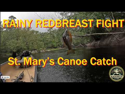 Rainy Redbreast Fight: St Mary’s Canoe Catch