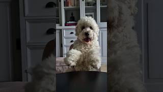 My dog has good dance moves #cutedog #dance #funny #shorts