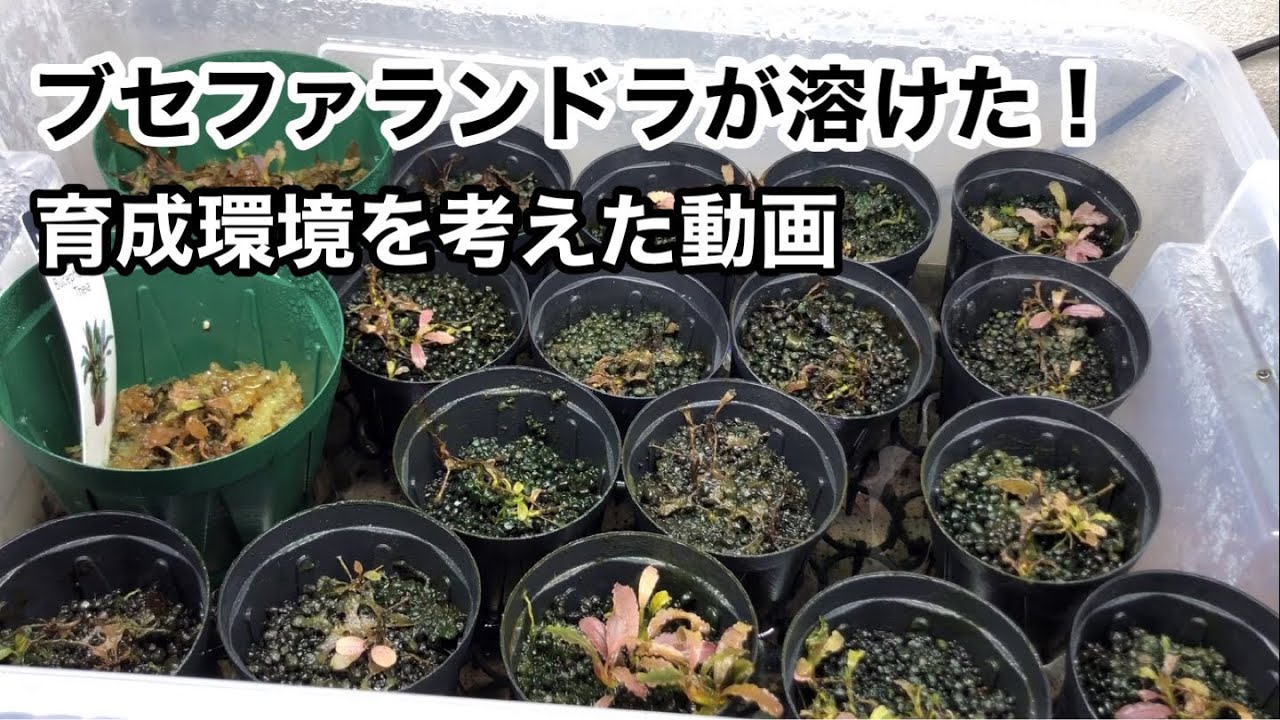 ブセファランドラの最良の育成環境を考えました。 - YouTube
