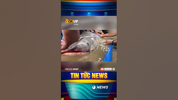 Ngư dân bắt được 6 con cá tra dầu khổng lồ trên sông Mekong trong vòng 1 tuần #news #tintuc #shorts