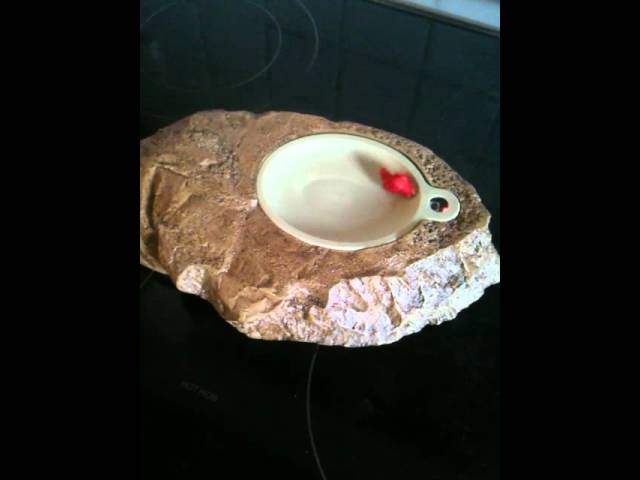 Watch Reptile dish on YouTube Watch Reptile dish on YouTube